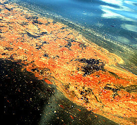 Oil spill (Reuters)