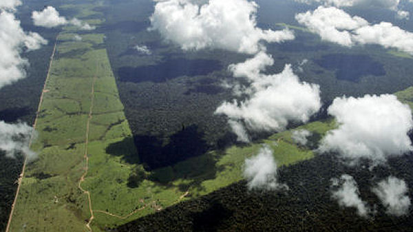 Deforestation in Brazil. (Reuters)