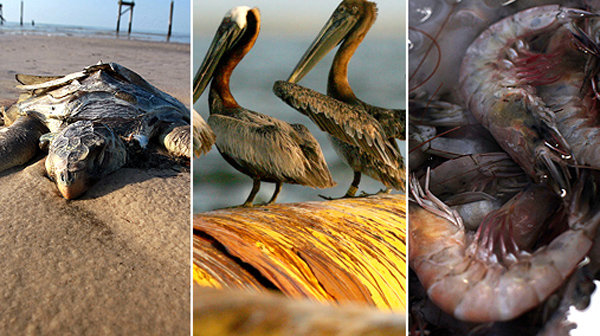 Animals in the BP oil spill