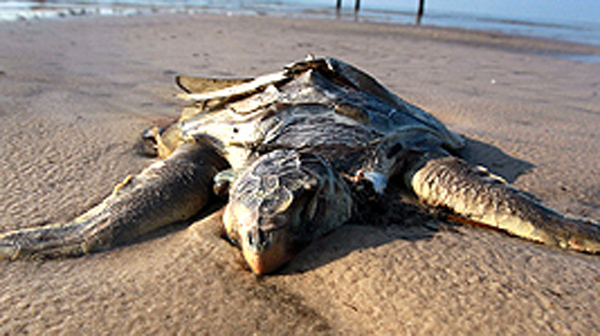 Animals struggling in BP oil spill aftermath (Reuters). 