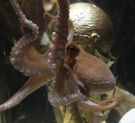Paul the Octopus (Getty)