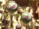 poppy crop