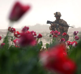 A US soldier in an Afghanistan opium field (Getty)