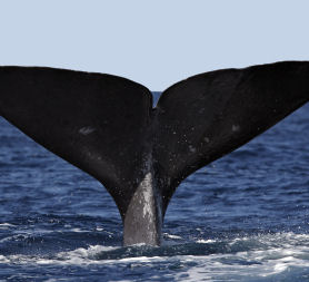 Getty, whale