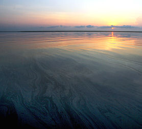 An oil sheen covers the surface of Bay Jimmy near Port Sulpher, Louisiana from the BP oil spill (Reuters)