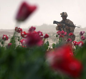 Opium field, Afghanistan (Getty)