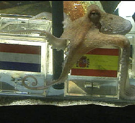 Paul the psychic octopus chooses Spain to win the World Cup