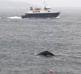 Rescue boats circle the trapped humpback whale near Shetland