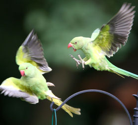 London Parakeet (Getty)
